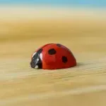 Дървена играчка Калинка, BumbuToys